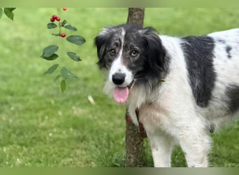 ♥Milla♥ liebe, ruhige Hündin auch kinder- und katzenfreundlich