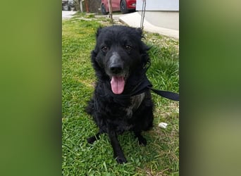 Nox ❤️ liebevoller Kämpfer auf 3-Beinen