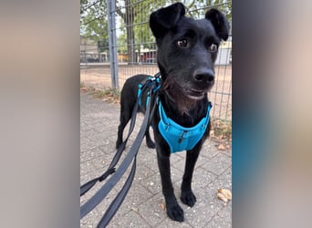 Ebony ❤️ wartet in 51469 Bergisch Gladbach auf dich