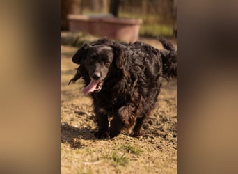 Norman - ein rundum toller Rüde