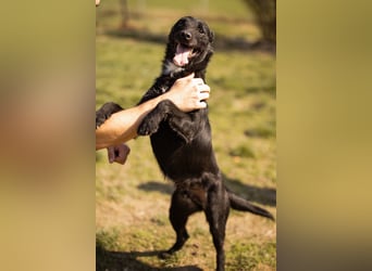 LEMMY❤️in 21075 Hamburg: ein harmonischer, treuer Begleiter sucht sein Happy End