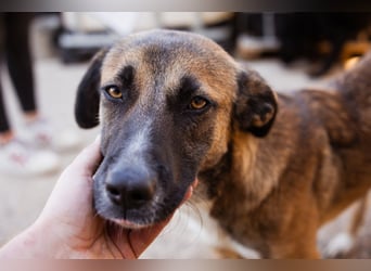 Liebste Lisa - die pure Lebensfreude auf 4 Pfoten