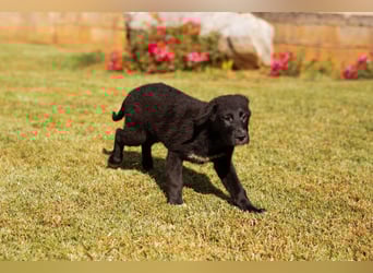Junger Cosmo - charmanter Schäfi-Mix-Bub