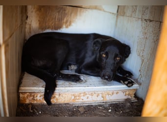 GARA❤️ruhige, sanfte und menschenbezogene Kuschelperle