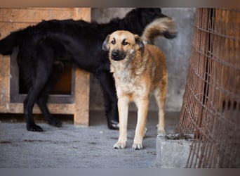 Ben ❤️ schmusiger, schüchterner Hundebub