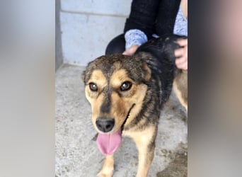 freundliche, liebevolle Mix-Hundedame Lizzy