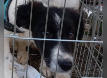 Sammy- jung, noch schüchtern - sucht seine feste Bindung