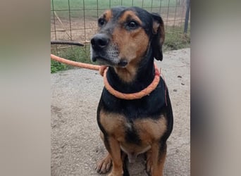 Jasco ❤️ neugierig, lebhaft & verspielt