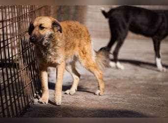 Ben ❤️ schmusiger, schüchterner Hundebub
