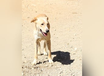 Bob wartet sehnsüchtig auf deine Anfrage