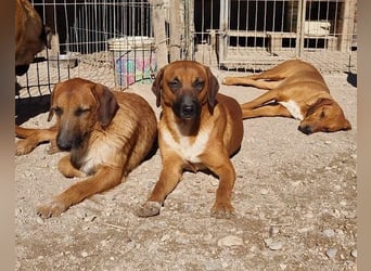 Sanfter ♥ Oscar ♥ wartet schon in 74749 Rosenberg