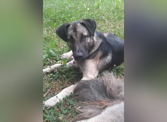 GoodBoy ♥Buddy♥ sucht seinen treuen Buddy auf 2 Beinen