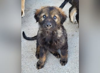 Bub ♥ Bertie ♥ ein lieber, fröhlicher, innen und außen schöner Jungrüde