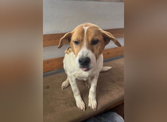Sony ❤️ Familienhund mit großem Herzen