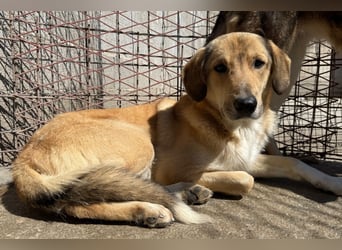 Klausi ❤️ sanft, sensibel + sucht Halt & Liebe