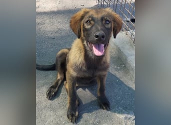 Bub ♥Bertie♥ lieber, fröhlicher Jungrüde