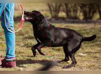 Coolio - wunderbar fröhlicher aktiver Bub