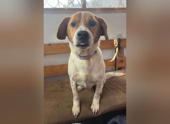 Sony ❤️ Familienhund mit großem Herzen