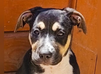Welpenmädchen Lykka ❤️ fröhlich, verspielt, neugierig!