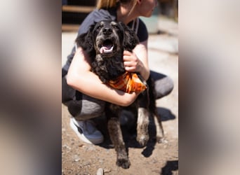 Jungrüde ♥ Bex ♥ fröhlich, lieb und ab und zu herrlich albern