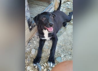 Herziges Welpenmädl Ava ❤️ so lieb, neugierig & verspielt!