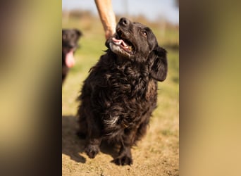 Norman - ein rundum toller Rüde