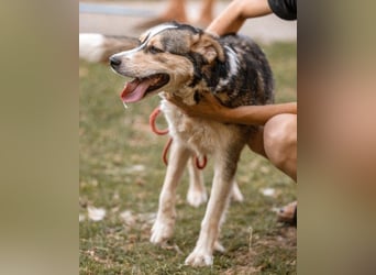 Husky-Mix-Rüde Barki: sozial,offen,treu