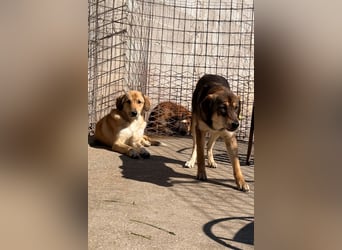 Klausi ❤️ sanft, sensibel + sucht Halt & Liebe