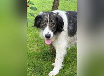 ♥Milla♥ liebe, ruhige Hündin auch kinder- und katzenfreundlich