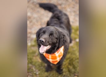 MIKE❤️Gute-Laune-Retriever-Mix sucht sein Glück