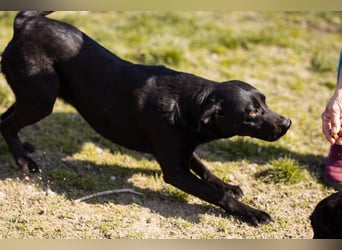 Coolio - wunderbar fröhlicher aktiver Bub