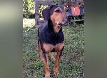 Jasco ❤️ neugierig, lebhaft & verspielt