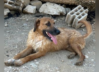 Sanfter ♥ Oscar ♥ wartet schon in 74749 Rosenberg