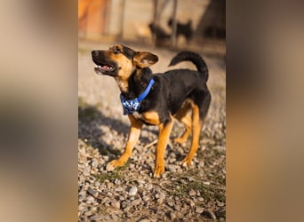 Loki ❤️ verspielter + neugieriger Hundebub