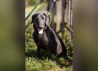 DIEGO❤️sozialer, menschenbezogener Jungspund mit fröhlichem Wesen