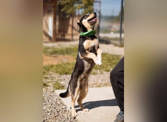 Norio ❤️ kuschliger, verspielter junger Hundebub