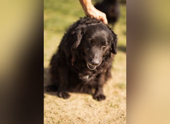 Norman - ein rundum toller Rüde