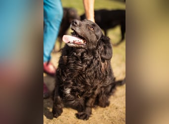 Norman - ein rundum toller Rüde