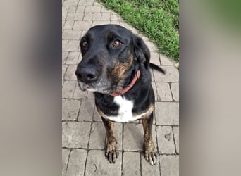 Leo ❤️ wartet in 84524 Neuötting auf dich