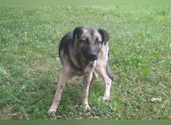 GoodBoy ♥Buddy♥ sucht seinen treuen Buddy auf 2 Beinen