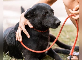 CHUNA❤️freundliche, neugierige & absolut liebenswerte Schmusepfote