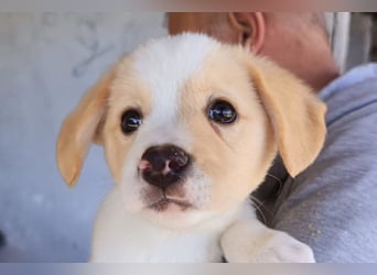 Engelchen ♥ Elfie ♥ zarte, lebensfrohe, neugierige Welpin