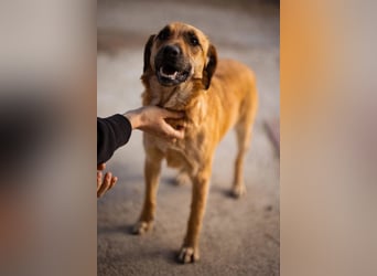Liebenswerte ♥Luna♥ herzliche, verkuschelte, verspielte, soziale, rundum tolle Familienhündin