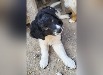 Süße Welpin ♥Suki♥ sucht ihre Menschen