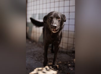 Black-Beau ♥ Sasha ♥ noch schüchtern - verständlich - aber herzlich