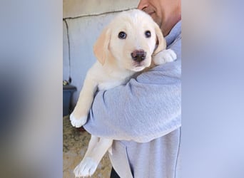 Klein ♥Luan♥ fröhlicher, neugieriger Welpenbub