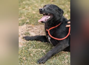 CHUNA❤️freundliche, neugierige & absolut liebenswerte Schmusepfote