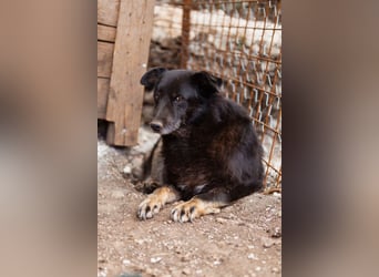 Liebevolle Hunde-Omi Gara ❤️ so sanft, freundlich und ruhig!