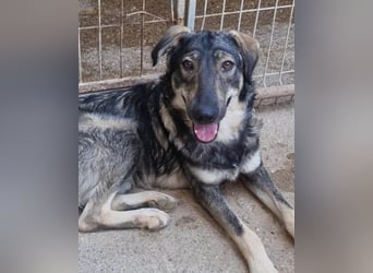 Mili-HSH-Rüde: braucht Liebe & Vertrauen