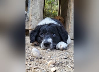 Süße Welpin ♥Suki♥ sucht ihre Menschen